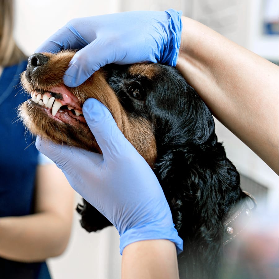 Wildon Springs Vet Dentist, Cat & Dog Dentist Near Me