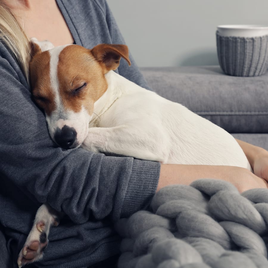 Drop-Off Services, Weldon Spring Vet