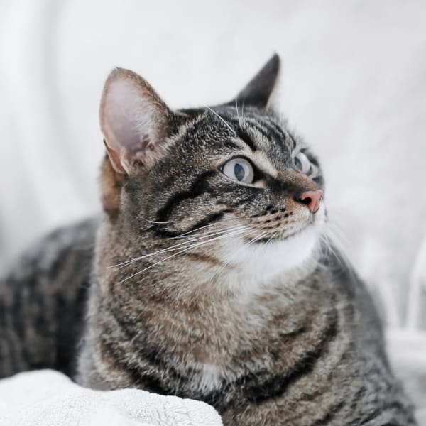 tender care animal hospital hours