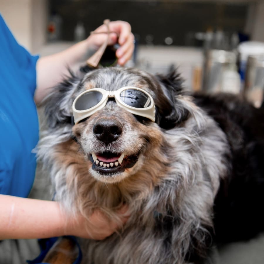Cold Laser Therapy, Weldon Spring Veterinarians